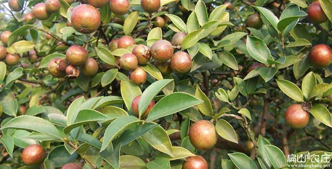 黃陵縣源油茶苗的土壤 黃陵縣源油茶苗的土壤