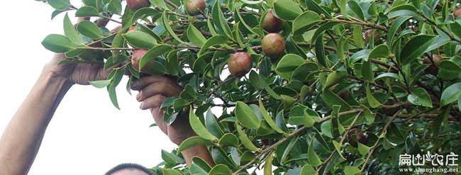 天門孝感茶油在國(guó)外受 天門孝感茶油在國(guó)外受