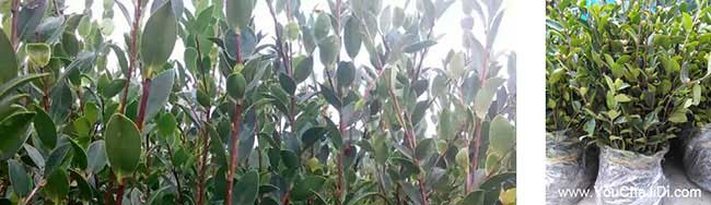 新余茶樹基地 新余茶樹基地