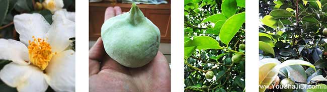 薛集茶樹苗種植山的陰 薛集茶樹苗種植山的陰