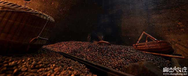 上黃鎮(zhèn)茶樹苗種植生長 上黃鎮(zhèn)茶樹苗種植生長