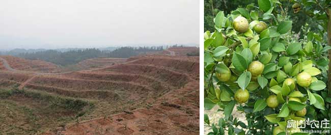 陳橋北方種植茶油的主 陳橋北方種植茶油的主