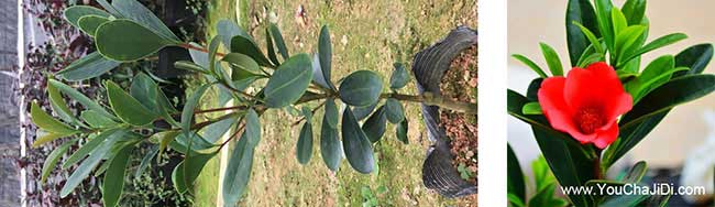 包家垴油茶種植重在凈 包家垴油茶種植重在凈