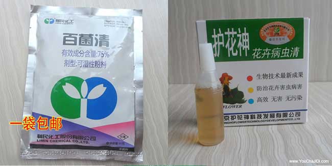 鄂州優(yōu)質(zhì)嫁接良種高產(chǎn) 鄂州優(yōu)質(zhì)嫁接良種高產(chǎn)
