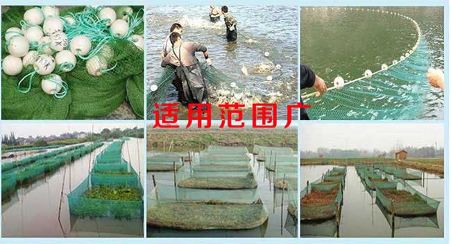 湯池孛畈油茶種植技術(shù) 湯池孛畈油茶種植技術(shù)