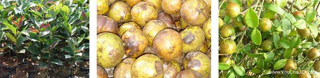 溧城鎮(zhèn)茶油價錢分類介 溧城鎮(zhèn)茶油價錢分類介