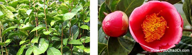 潛江油茶種植在泰國(guó)受 潛江油茶種植在泰國(guó)受