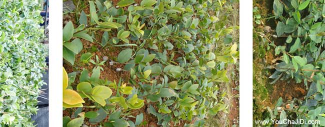 大埕鎮(zhèn)銷售茶籽全品種 大埕鎮(zhèn)銷售茶籽全品種