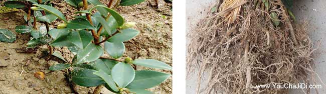 大方茶油價(jià)錢分類介紹 大方茶油價(jià)錢分類介紹