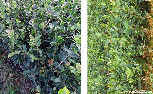 四合村油茶種植的土質(zhì) 四合村油茶種植的土質(zhì)
