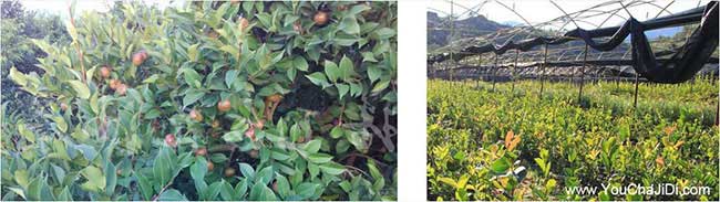 埭頭鎮(zhèn)德國進口山茶油 埭頭鎮(zhèn)德國進口山茶油