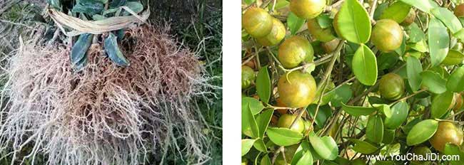 仙人渡株洲多油茶種 仙人渡株洲多油茶種