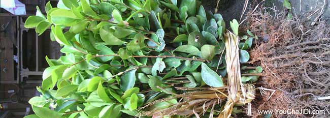 孫橋北方扁山茶油多少 孫橋北方扁山茶油多少