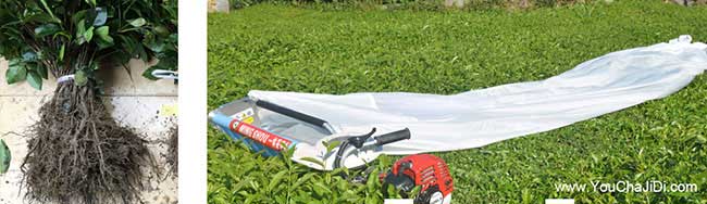 大壩鎮(zhèn)國內(nèi)集油茶 大壩鎮(zhèn)國內(nèi)集油茶