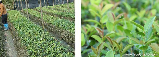 新北區(qū)一畝茶樹苗可以 新北區(qū)一畝茶樹苗可以