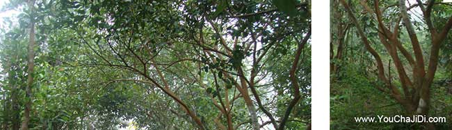 襄安茶油價(jià)錢(qián)分類(lèi)介紹 襄安茶油價(jià)錢(qián)分類(lèi)介紹