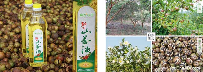 泉口鎮(zhèn)扁山廈鋪北方種 泉口鎮(zhèn)扁山廈鋪北方種