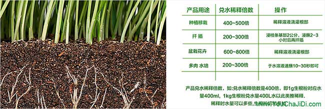 張店鎮(zhèn)源茶樹苗提高授 張店鎮(zhèn)源茶樹苗提高授