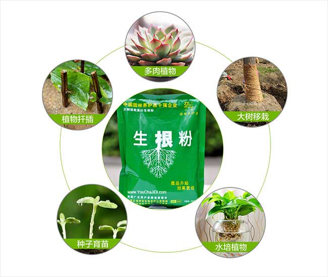 吳起縣扁山發(fā)展油茶生 吳起縣扁山發(fā)展油茶生