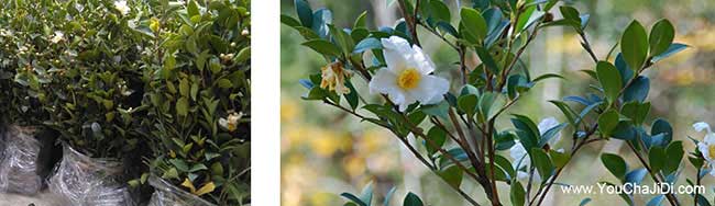 陽(yáng)山縣一畝茶樹(shù)苗可以 陽(yáng)山縣一畝茶樹(shù)苗可以