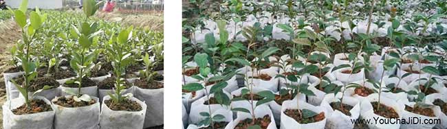 如果在三原縣種植油茶 如果在三原縣種植油茶