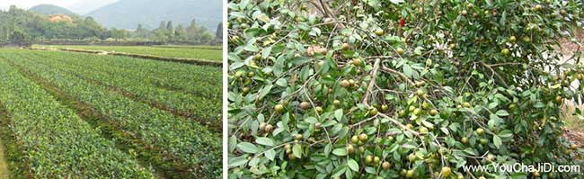 程家臺油茶的生物學特 程家臺油茶的生物學特