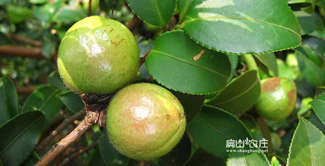 八寶哪里有油茶種植技 八寶哪里有油茶種植技