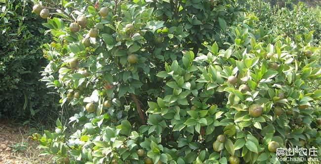 通城油茶銷售銷量的品 通城油茶銷售銷量的品