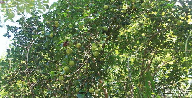 埭頭鎮(zhèn)源油茶苗的土壤 埭頭鎮(zhèn)源油茶苗的土壤