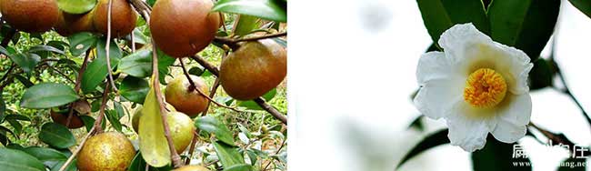 鄂州高產(chǎn)油茶種植 鄂州高產(chǎn)油茶種植