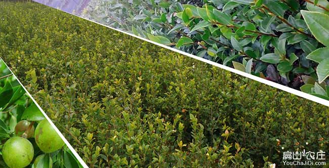 天寧區(qū)哪里有油茶種植 天寧區(qū)哪里有油茶種植