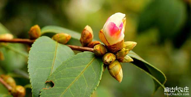 庵埠鎮(zhèn)茶樹林幼林撫育 庵埠鎮(zhèn)茶樹林幼林撫育
