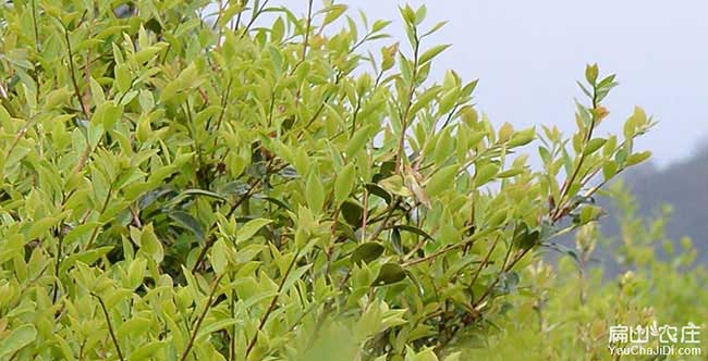 連南油茶基地種植的品 連南油茶基地種植的品