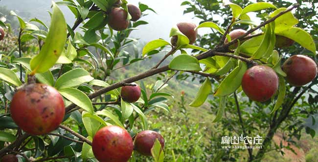 常州扁山茶樹苗下套種 常州扁山茶樹苗下套種