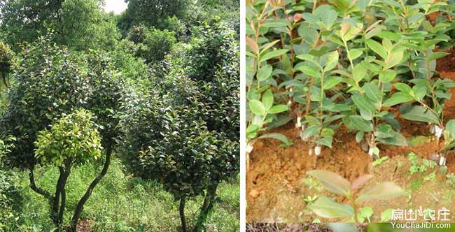 寶應(yīng)縣油茶種植重在邗 寶應(yīng)縣油茶種植重在邗