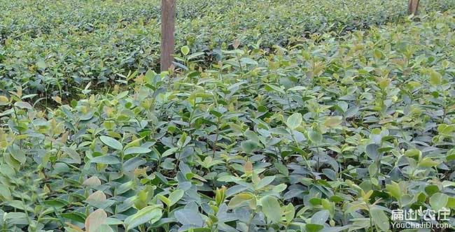 鄂州國內(nèi)集油茶苗 鄂州國內(nèi)集油茶苗