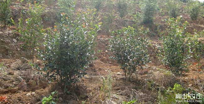 王義貞扁山油茶基地合 王義貞扁山油茶基地合