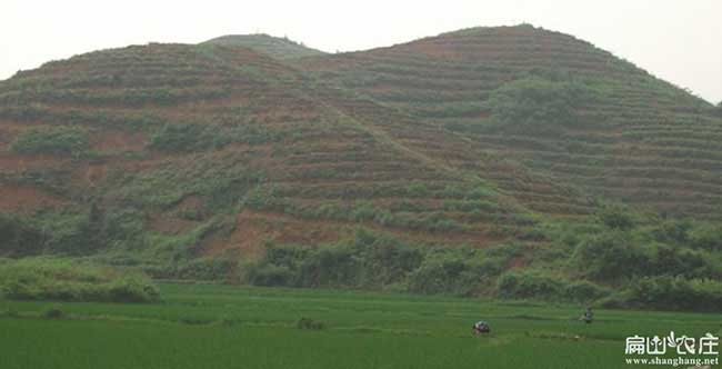 監(jiān)利油茶基地上門免費 監(jiān)利油茶基地上門免費