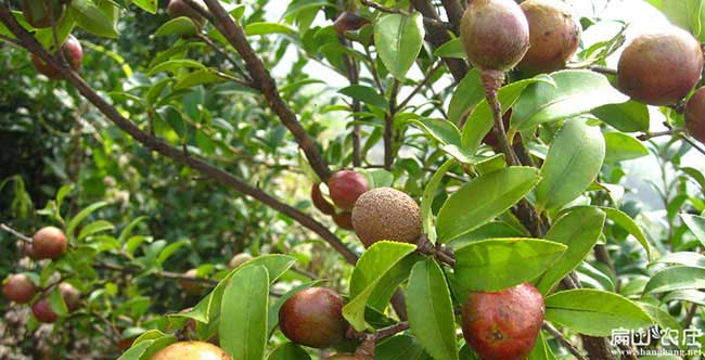 雷公油茶苗掛果周期短 雷公油茶苗掛果周期短