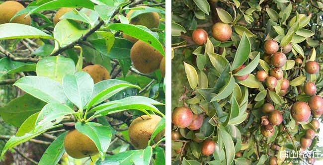 金壇區(qū)茶樹苗栽植行珠 金壇區(qū)茶樹苗栽植行珠