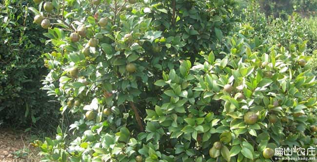 泗陽與國際油茶市場價 泗陽與國際油茶市場價