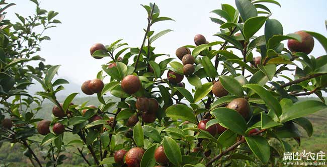 長(zhǎng)安鎮(zhèn)市面上紅花茶油 長(zhǎng)安鎮(zhèn)市面上紅花茶油