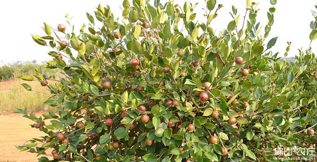 隨州油茶的價(jià)值及其在 隨州油茶的價(jià)值及其在
