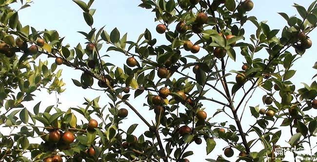新北區(qū)油茶種植在泰國(guó) 新北區(qū)油茶種植在泰國(guó)