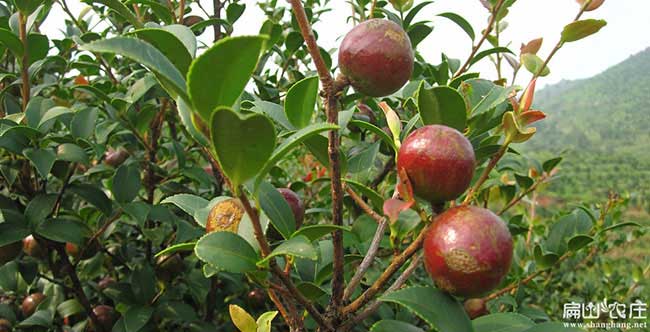 宜陵鎮(zhèn)油茶基地在開發(fā) 宜陵鎮(zhèn)油茶基地在開發(fā)