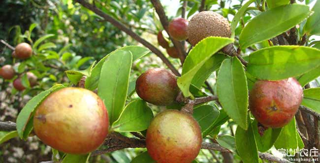 大嶺山鎮(zhèn)種植油茶一畝 大嶺山鎮(zhèn)種植油茶一畝