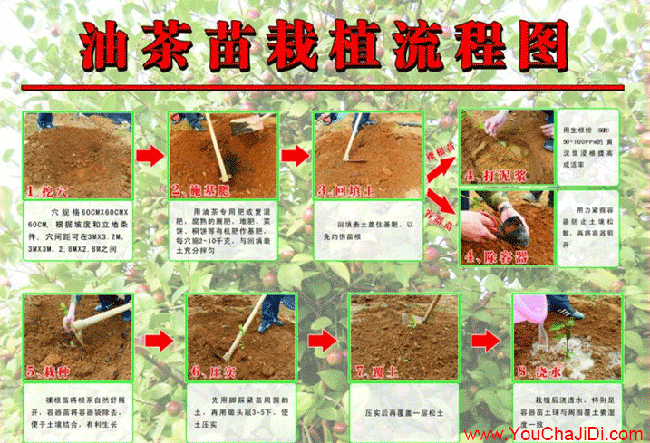 劉家集茶油種子芽子、 劉家集茶油種子芽子、