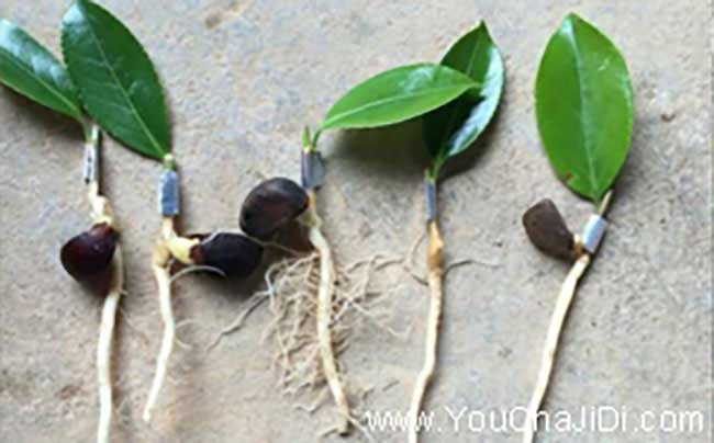 竹山油茶種植的主要問(wèn) 竹山油茶種植的主要問(wèn)