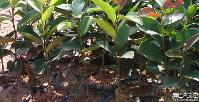 新北區(qū)油茶種植的氣候 新北區(qū)油茶種植的氣候