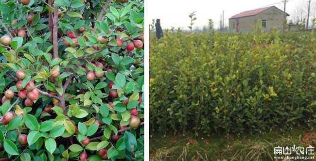 金壇區(qū)概述油茶的食用 金壇區(qū)概述油茶的食用